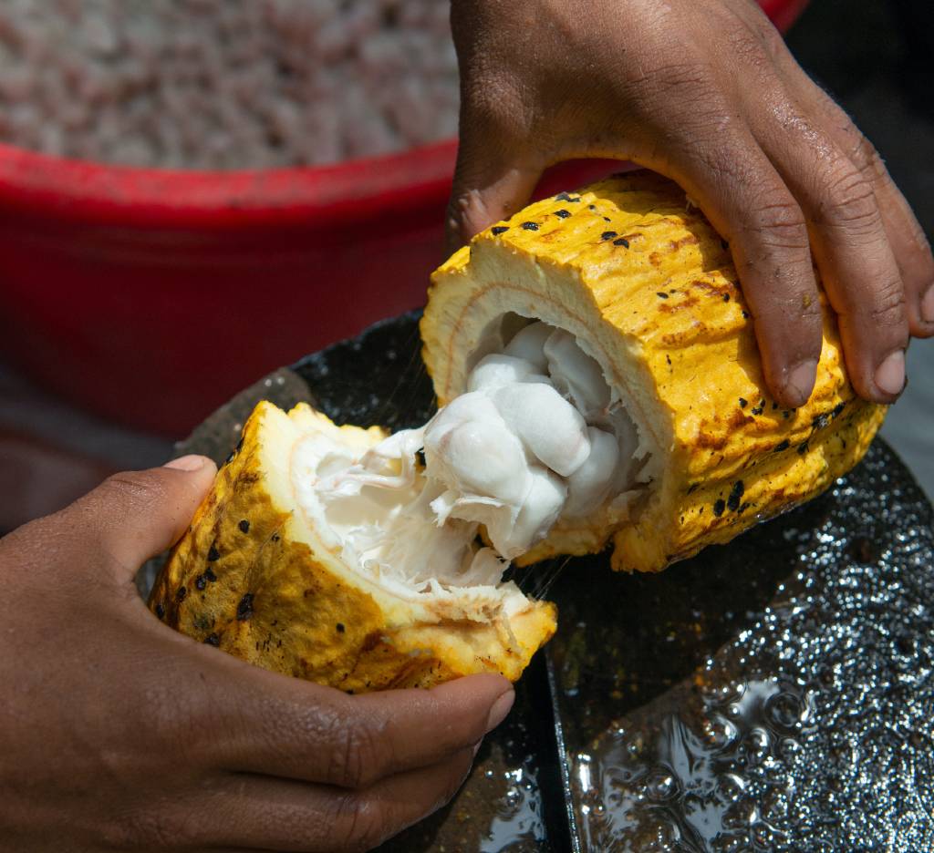cacao beans