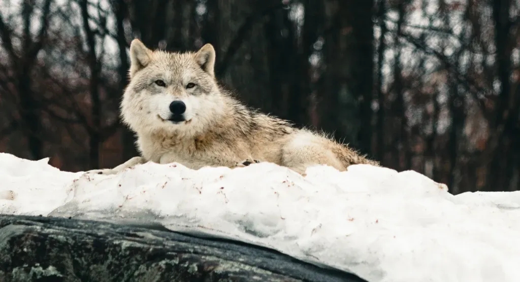 great wolf.