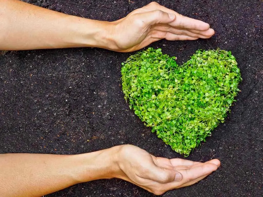 hands holding heart-shaped plant.