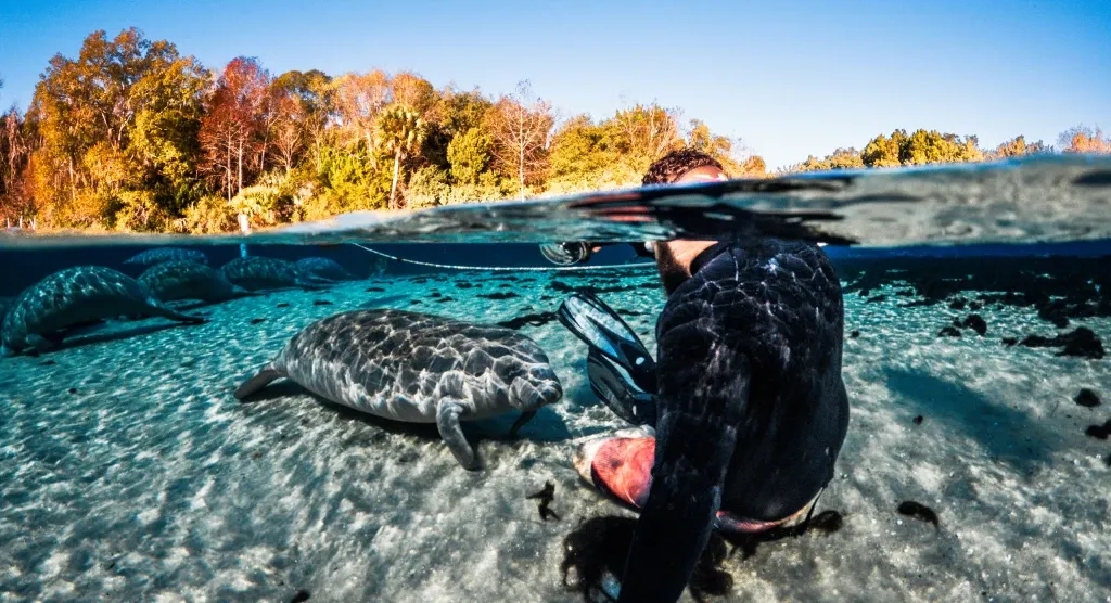swimmer with manatee
