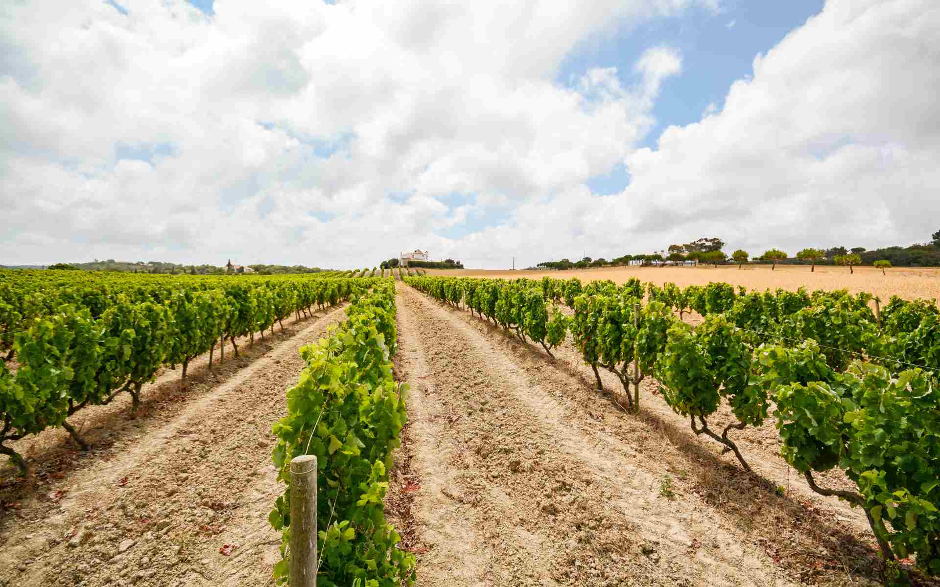 A winery in Évora, Portugal